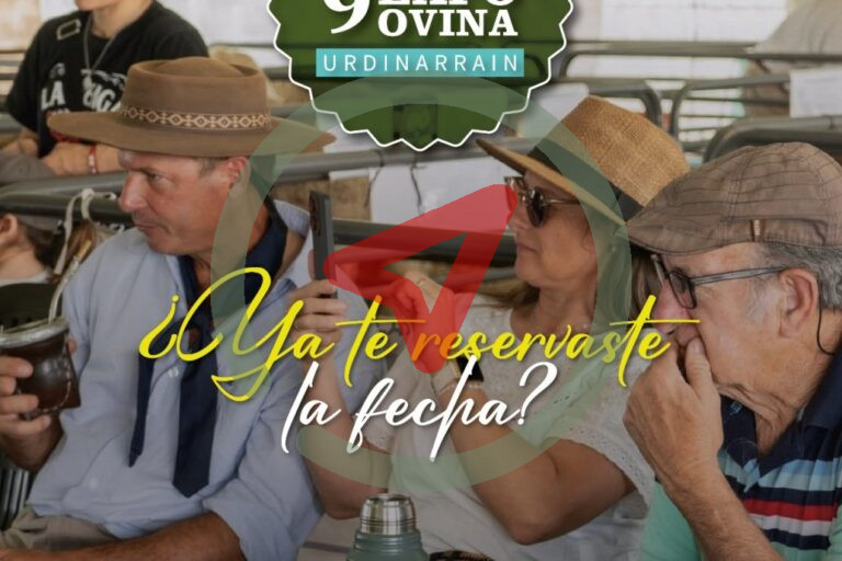 Ovinos expuestos en corrales de la muestra de Urdinarrain